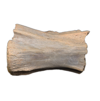 Struthiomimus Tail Vertebra, Hell Creek
