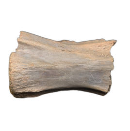 Struthiomimus Tail Vertebra, Hell Creek
