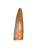 Unknown Species of Small Theropod Tooth, Elrhaz Formation
