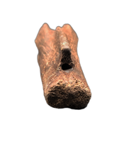 Struthiomimus Tail Vertebra, Hell Creek