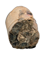 Allosaurus Metatarsal Section, Morrison Formation