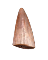 Postosuchus (Rauisuchid) Tooth, Bull Canyon Formation