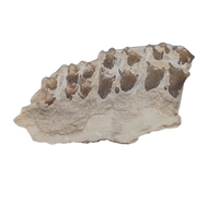 Leptomeryx (Deer like) Mammal Jaw Section with Teeth