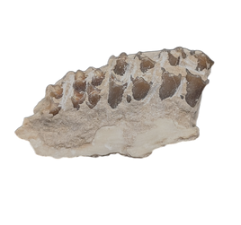 Leptomeryx (Deer like) Mammal Jaw Section with Teeth