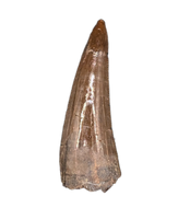 Richardoestesia Tooth from the Hell Creek Formation