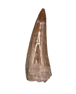 Richardoestesia Tooth from the Hell Creek Formation