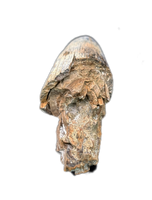 Deinosuchus (Crocodile) Tooth from Texas