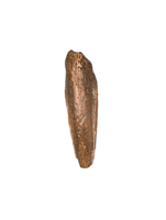 Theropod Claw, Bissekty Formation, Uzbekistan