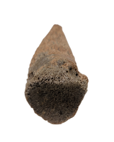 Basilemys sp. (Turtle) Claw, Hell Creek Formation