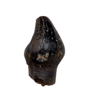 Thescelosaurus Pre Max Tooth from the Hell Creek Formation