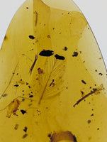 Amber with Dinosaur Feathers from Burma. Middle Cretaceous, 99 Million Years Old