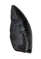 Tyrannosaur Tooth, Two Medicine Formation