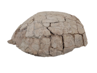 Stylemys (Tortoise), White River Group