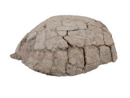 Stylemys (Tortoise), White River Group