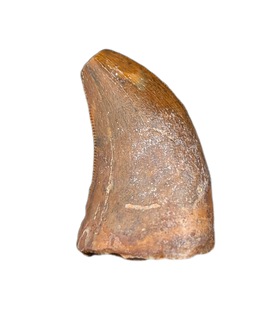 Unknown Species of Small Theropod Tooth, Elrhaz Formation