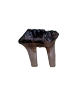 Multituberculate Mammal Tooth, Hell Creek Formation