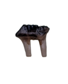 Multituberculate Mammal Tooth, Hell Creek Formation