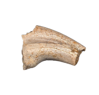 Theropod Hand Claw, Hell Creek Formation