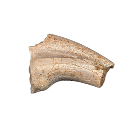 Theropod Hand Claw, Hell Creek Formation