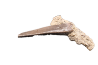 Large Postosuchus (Rauisuchid) Tooth, Chinle Formation