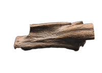 Struthiomimus Tail Vertebra, Hell Creek