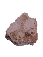 Tethysaurus Jaw with Teeth, Morocco