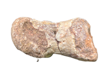 Phytosaur Toe