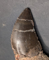 Torvosaur Tooth, El Mers Formation