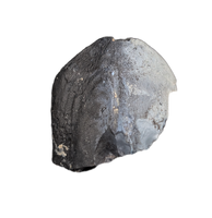 Camarasaurus Tooth from the Morrison Formation