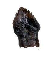 Perfect Thescelosaurus Tooth from the Hell Creek Formation