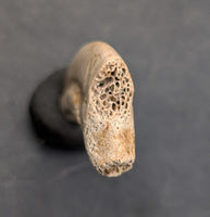 Theropod Claw, Hell Creek Formation