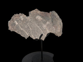 Camarasaurus Ilium Section