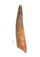 Huge Spinosaurus Tooth