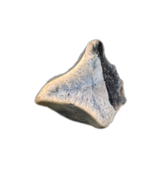 Hadrosauridae Tooth, Javelina Formation, Texas