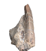 Postosuchus (Rauisuchid) Tooth, Chinle Formation