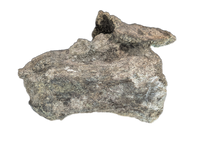 Apatosaurus Tail Vertebra, Morrison Formation