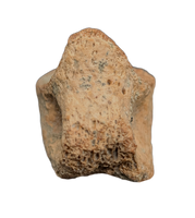 Ornithomimid Toe