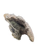 Allosaurus Dorsal Vertebrae, Morrison Formation