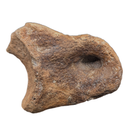 Huge Ornithomimid Toe
