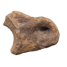 Huge Ornithomimid Toe
