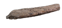 Torosaurus Frill Section
