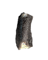 Camarasaurus Tooth Fragment from the Morrison Formation