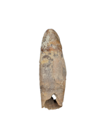 Rooted Mahajangasuchus Tooth
