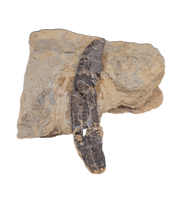 Rooted Allosaurus Tooth from the Morrison Formation