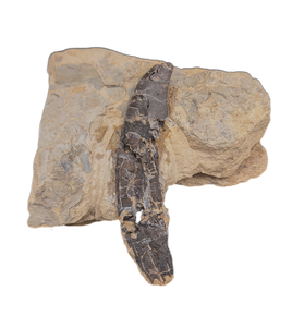Rooted Allosaurus Tooth from the Morrison Formation