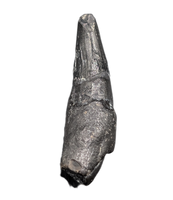 Archaic Whale Tooth (Agorophius?), 29-30 Million Years Old