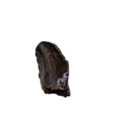 Troodon Tooth, Hell Creek Formation