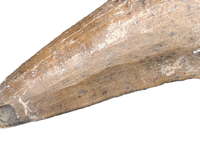 Suchomimus/Cristatusaurus Tooth with Visible Serrations