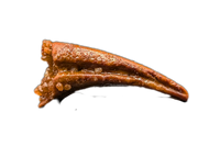 Theropod Dinosaur? Claw, Kem Kem