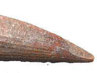 Suchomimus Tooth with Some Visible Serrations